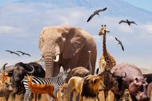 تعبير عن الحيوانات بالانجليزي