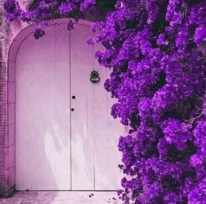 تعبير عن اللون البنفسجي بالانجليزي