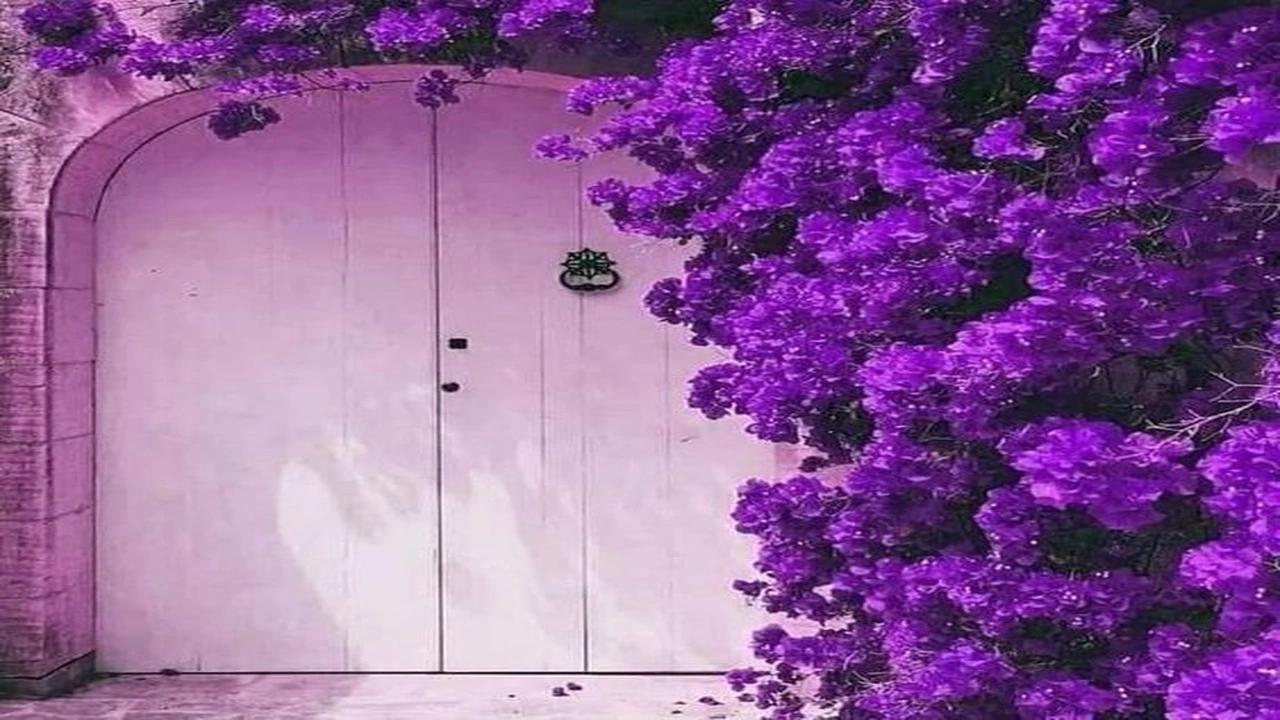 صورة تعبير عن اللون البنفسجي بالانجليزي