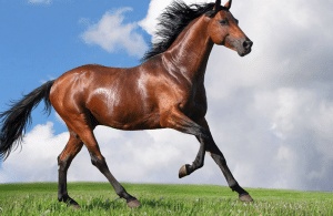عبارات خيل بالانجليزي