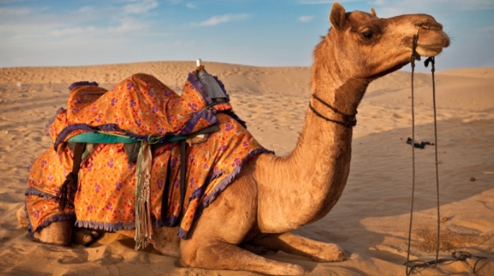موضوع تعبير بالانجليزي عن الجمل