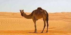 موضوع تعبير بالانجليزي عن الجمل