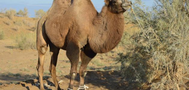 موضوع تعبير بالانجليزي عن الجمل