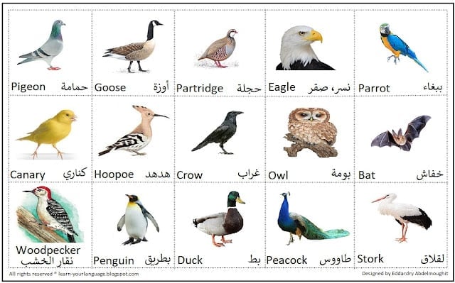 اسماء الحيوانات بالانجليزي