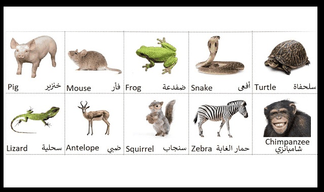 اسماء الحيوانات بالانجليزي