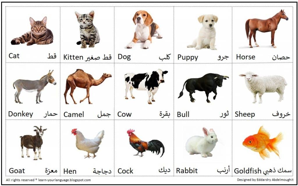 اسماء الحيوانات بالانجليزي