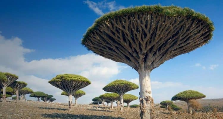 برزنتيشن عن جزيرة سقطرى بالانجليزي مترجم