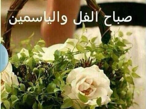 صباح الورد بالانجليزي